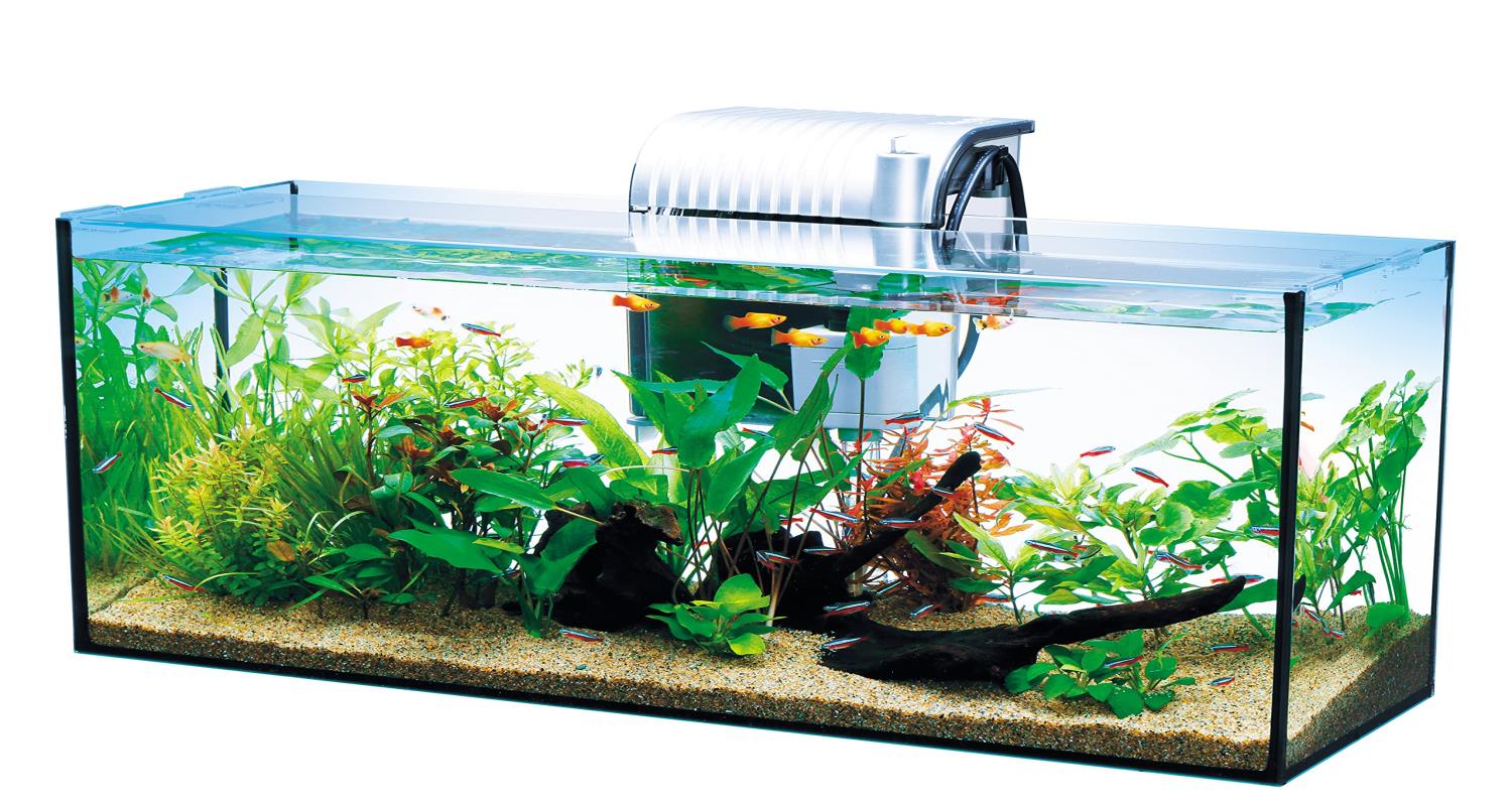 アクアリウム 20250614183626_67_1.jpg