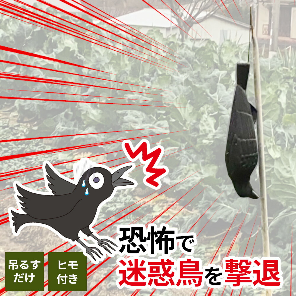 楽天市場】鳥よけ 害鳥対策グッズ コワガラス ブラック EG-18