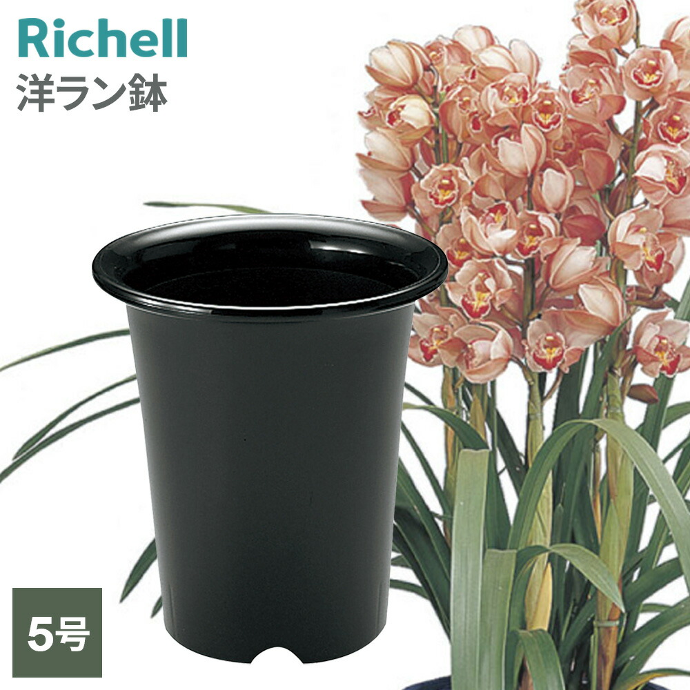 蘭鉢 71vJTtCAs0L._AC_UF350,