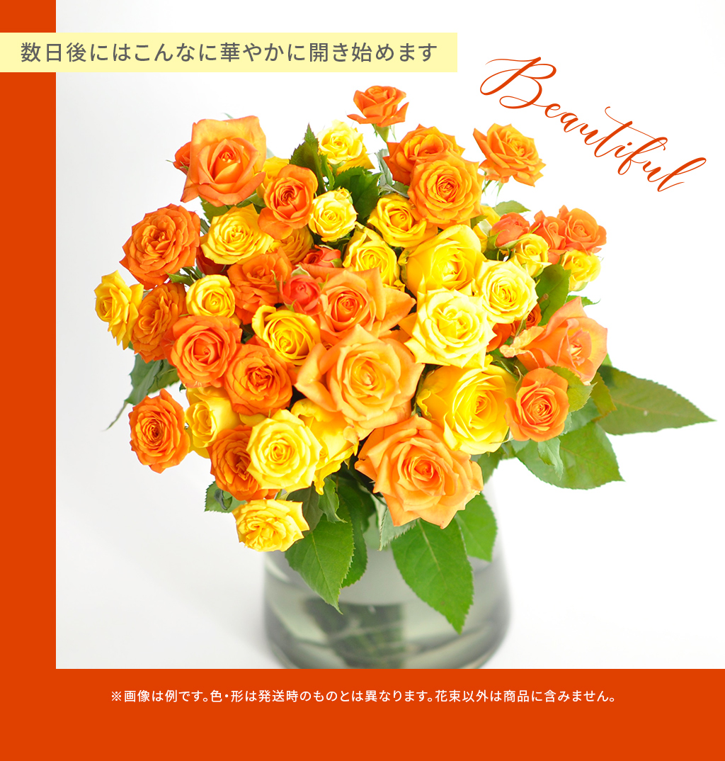 Rose Farm 切花 花 30本 ラッピング選べる 薔薇 オレンジ 黄色 イエロー Mixビタミンカラー 国産バラ花束 ばら ミックスカラー 生花 バラ花束