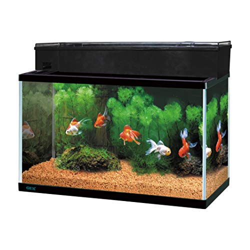 ジェックス GEX AQUARIUM ガラス マリーナ600BKS デュアルクリーンセット サカナ用｜レインボーアーチ