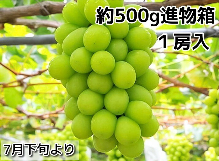 楽天市場】6月末頃より発送予定プラム・すもも好きにおすすめ