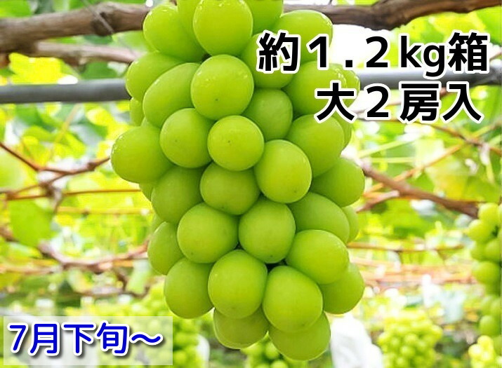 旬の走り！加温ハウス栽培 シャインマスカット島根ぶどう 進物大房２房約１.２ｋｇ 【島根県産】旬のブドウ 【中元 贈り物】 【旬の果物 フルーツ くだもの】 同梱不可・日時指定不可 【お中元シャインマスカット】 ぶどう中元 中元ギフト