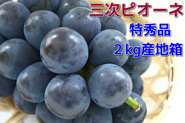 旬の走り【加温ハウス栽培】<br>【三次ピオーネ】『黒い真珠』<br>特秀品２ｋｇ(4～5房)箱<br>広島ぶどうピオーネ<br>７月中旬より発送予定<br>同梱不可・日時指定不可<br>【ぶどう 取り寄せ】【ピオーネ 取り寄せ】<br>【お中元ピオーネ ぶどう中元】<br>贈り物 ギフト