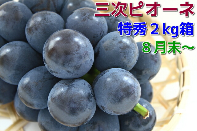楽天市場】6月末頃より発送予定プラム・すもも好きにおすすめ