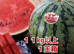旬の走り６月上旬ごろより発送予定<br>西瓜の本場！大栄すいか<br>１１kg以上の超特大玉１玉産地箱入<br>【鳥取の旬のフルーツ「夏」】<br>【同梱不可】１配送先に１箱の発送<br>【すいか　取り寄せ】<br>【旬の果物　フルーツ　くだもの】<br>