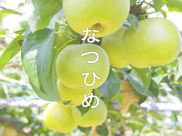 新品種の梨！なつひめ<br>【鳥取の旬のフルーツ「初秋」】<br>８月中旬より順次発送予定<br>【旬の果物・フルーツ・くだもの】<br>【なし　取り寄せ】【梨　取り寄せ】<br>