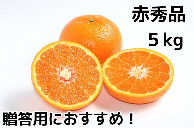 楽天市場 ぶちうま やまぐち ゆめほっぺ５ｋｇ箱赤秀品ｍ ３ｌ寸山口県の旬の果物 せとみ のブランド品山口産みかん ３月下旬ごろより順次発送予定 フルーツまき