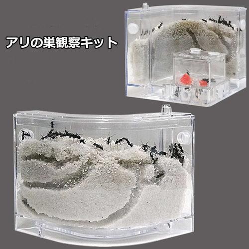 楽天市場】「10％OFFクーポン配布中」アリの巣 あり観察キット アリの