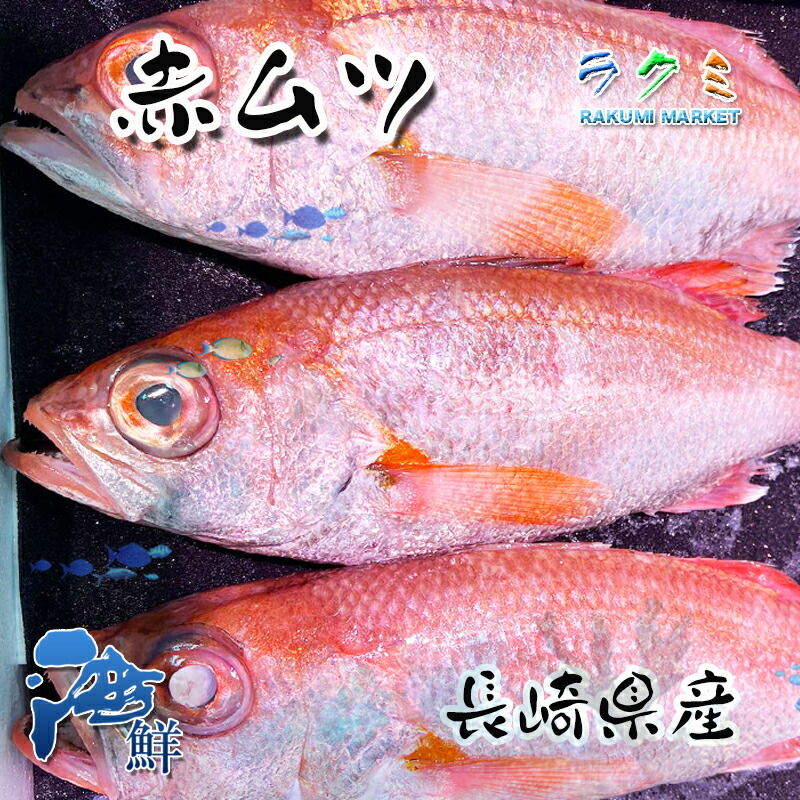 国産 長崎産 生 ノドグロ 赤ムツ 1kg 1尾約 500g アカムツ 赤むつ のどぐろ ノドクロ 人気沸騰ブラドン