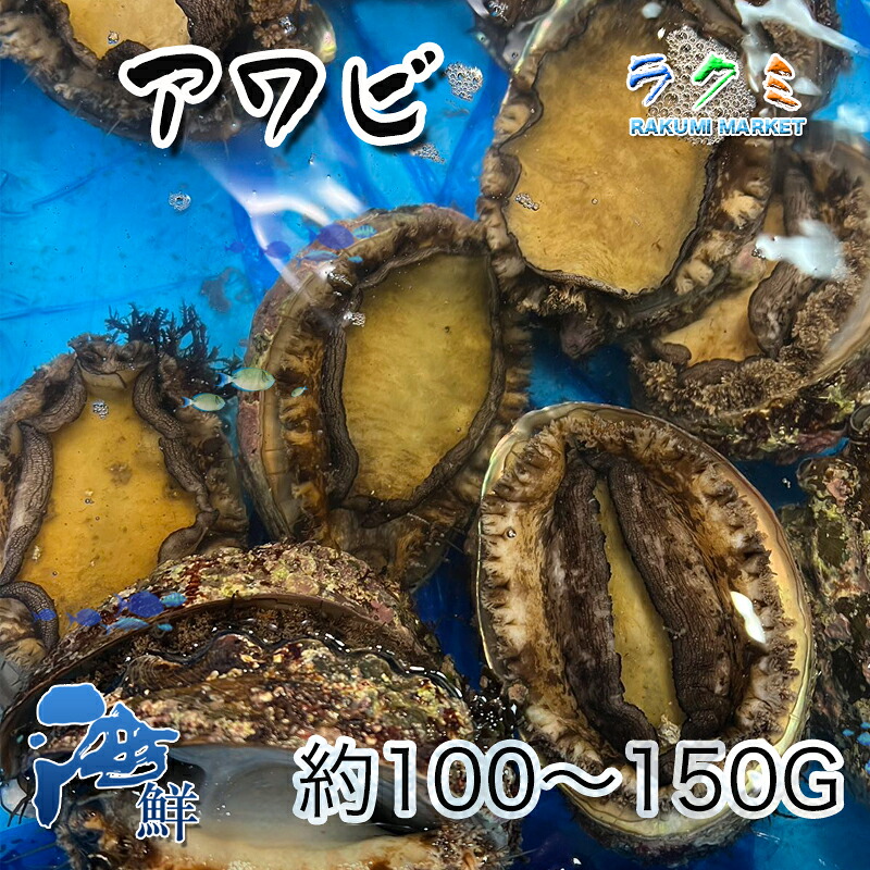 天然 活アワビ 国産 3kg 1個 約100～150g 刺身 中華風 天ぷら 炊き込みご飯 豪華 お祝い 内祝い 誕生日 お中元 お歳暮 ギフト プレゼント バーベキュー 刺身 アワビ 鮑 高級 海鮮｜ラクミマーケット