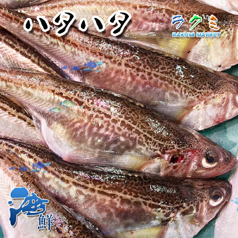 ハタハタ 3kg １尾 約150g 鍋 塩焼き 北海道 海水魚 フライ 酢じめ 煮つけ みそ焼き