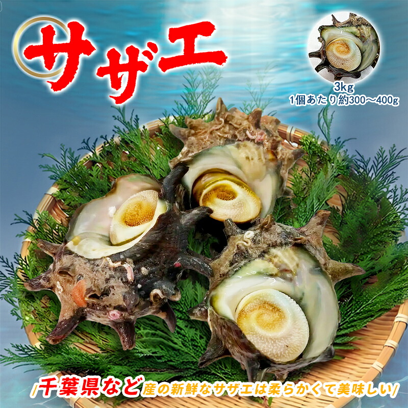 国産 活特大サザエ 約３kg（1個約300～400gサイズ） サザエ さざえ 栄螺 刺身 つぼ焼き 串焼き 蒸し焼き｜ラクミマーケット