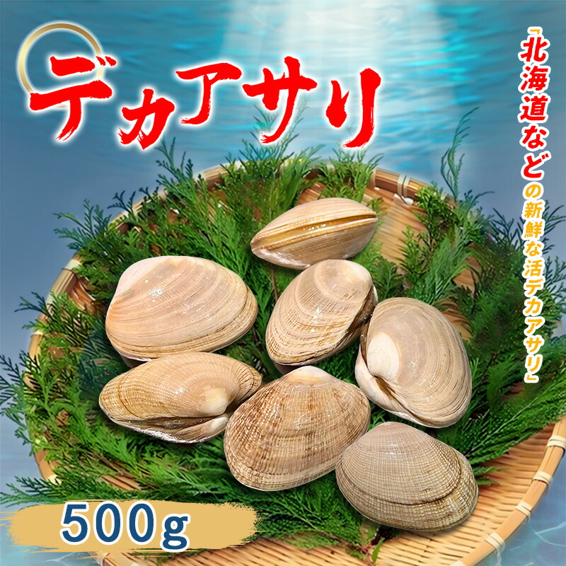 あさりページ 楽天市場】業務用 活デカアサリ 大きあさり 10kg 殻付き あさり 国産