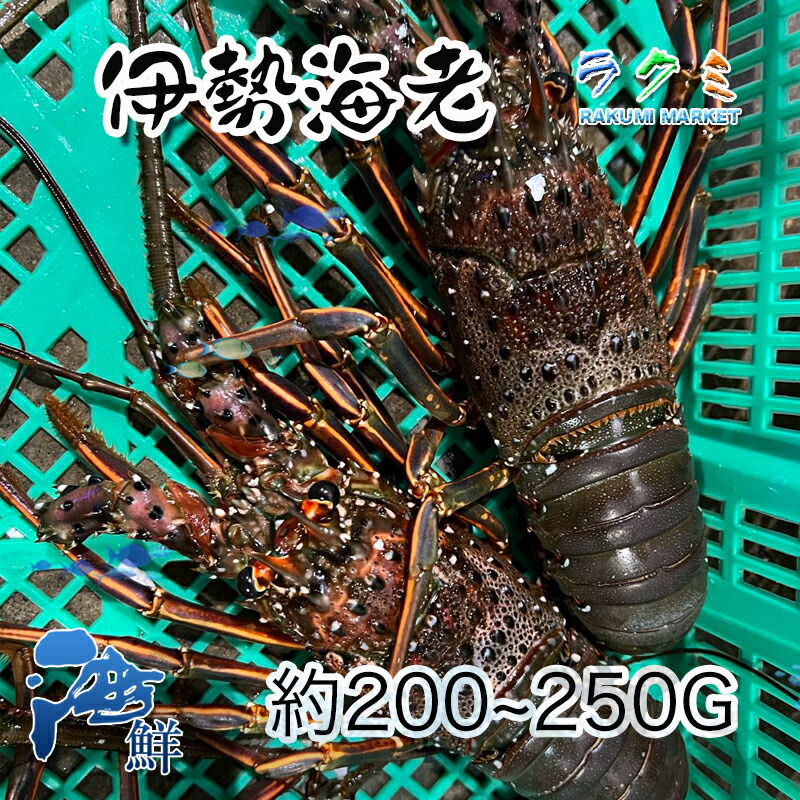 メーカー直売 高級素材 伊勢海老 １kg 1匹 約0 250g 伊勢エビ えび
