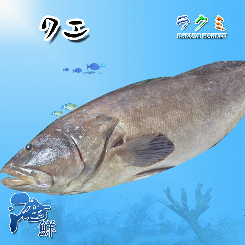 楽天市場】クエ アラ 約9〜10kg くえ 幻の魚 超高級魚 刺身 鍋 塩焼き 