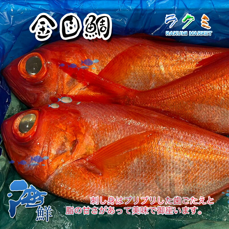 楽天市場】金目鯛 1尾 約1.6~2kg キンメダイ きんめだい 栄養 刺身 煮るしゃぶしゃぶ 塩焼き 千葉県 : ラクミマーケット