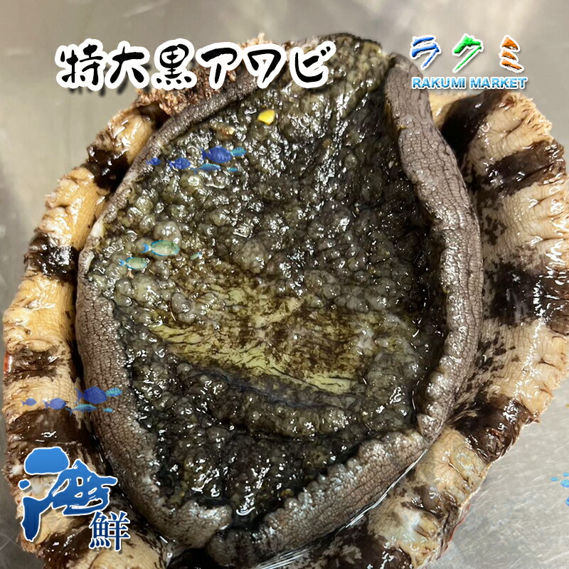 特大国産黒アワビ貝殻　2個 楽天市場】国産 特大 天然 活 黒アワビ 2個（1個あたり約200g