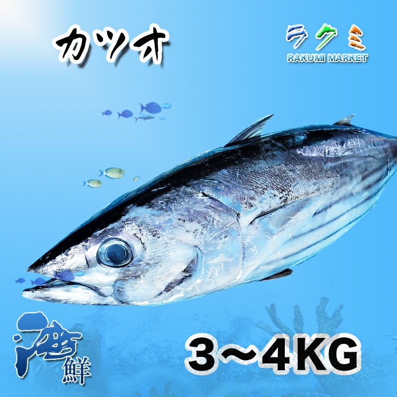 【厳選仕入】カツオ 1尾（約3-4kg）まるごと１本 一本釣り 千葉県産 かつお 鰹 刺身 たたき 揚げたたき ぬた 漬け 塩切り