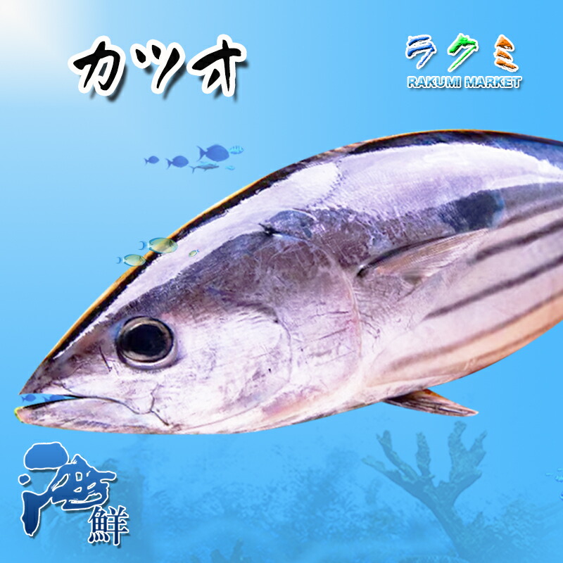 楽天市場】【厳選仕入】カツオ 1尾（約3-4kg）まるごと１本 一本釣り 千葉県産 かつお 鰹 刺身 たたき 揚げたたき ぬた 漬け 塩切り :  ラクミマーケット