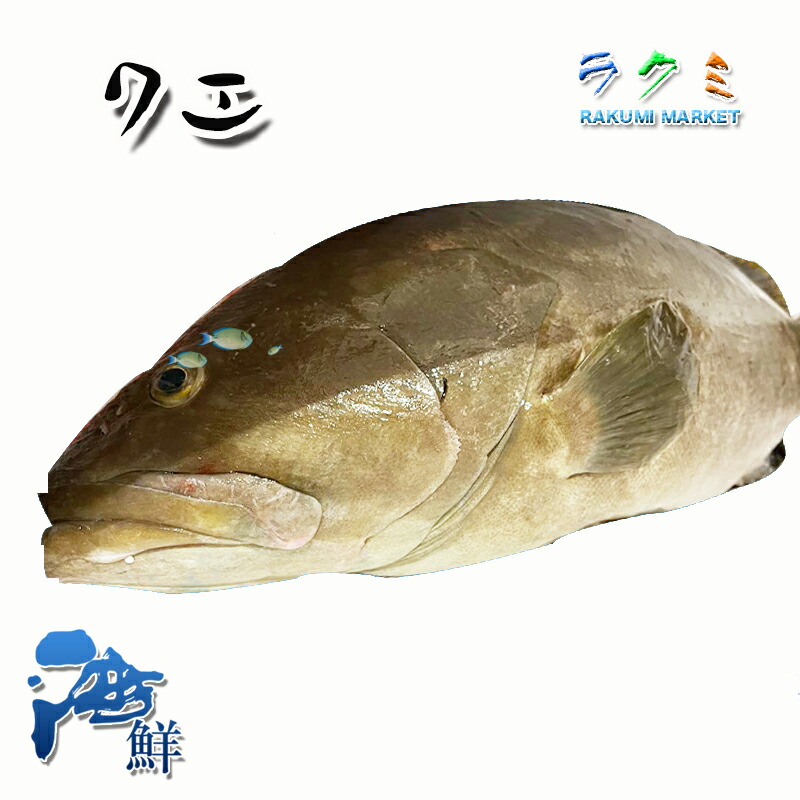 楽天市場】クエ アラ 約4〜5kg くえ 幻の魚 超高級魚 刺身 鍋 塩焼き 御歳暮 お祝い 贈り物 : ラクミマーケット