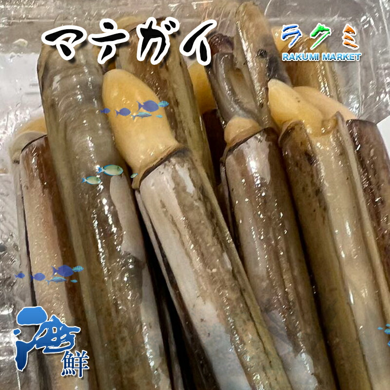 馬蛤貝 まてがい マテガイ マテ貝　３p  1p 約200g 焼く バター焼き 中華いため アヒージョ 塩ゆで しょうゆ煮