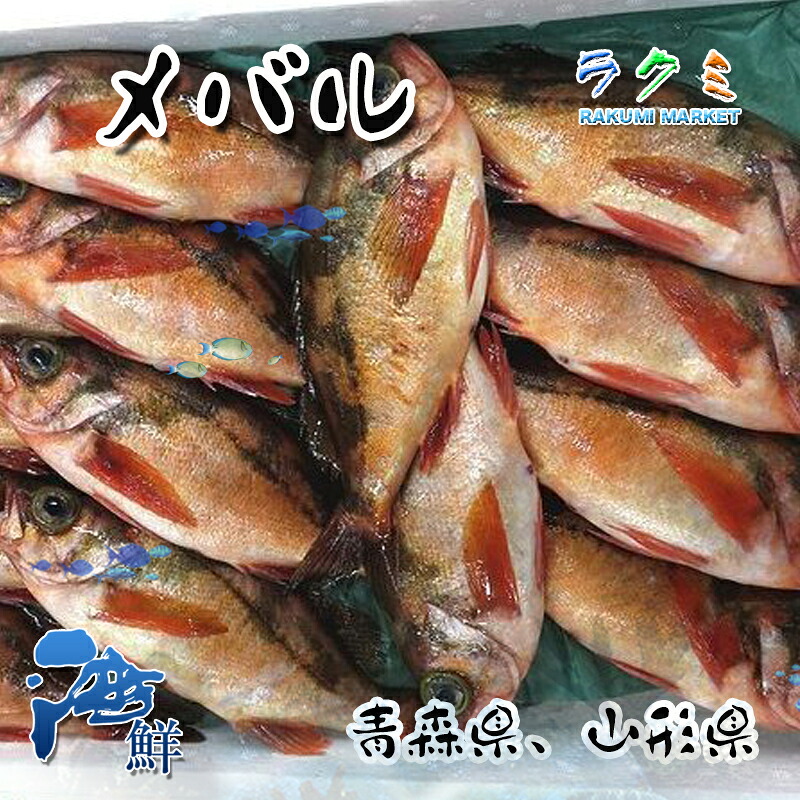 【楽天市場】メバル 1kg 約4~5尾 うすめばる 煮る 塩焼き ムニエル 刺身 潮汁 みそ汁 唐揚げ:ラクミマーケット