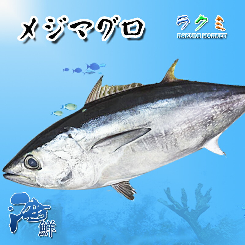 楽天市場】生メジマグロ 約７〜８kg マグロの王様 めじまぐろ 刺身 煮物 テーキ 竜田揚げ 北海道 九州 : ラクミマーケット