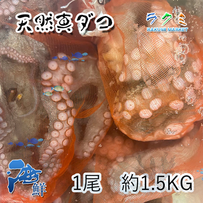 活 天然 真 ダコ 1尾 約1〜1.3kg 三重 愛知 千葉県産 たこ 蛸 | ラクミマーケット