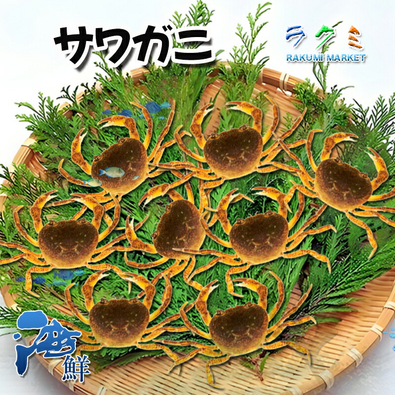 楽天市場】(カニ)サワガニ （甲長3cm）（1匹）【水槽/熱帯魚