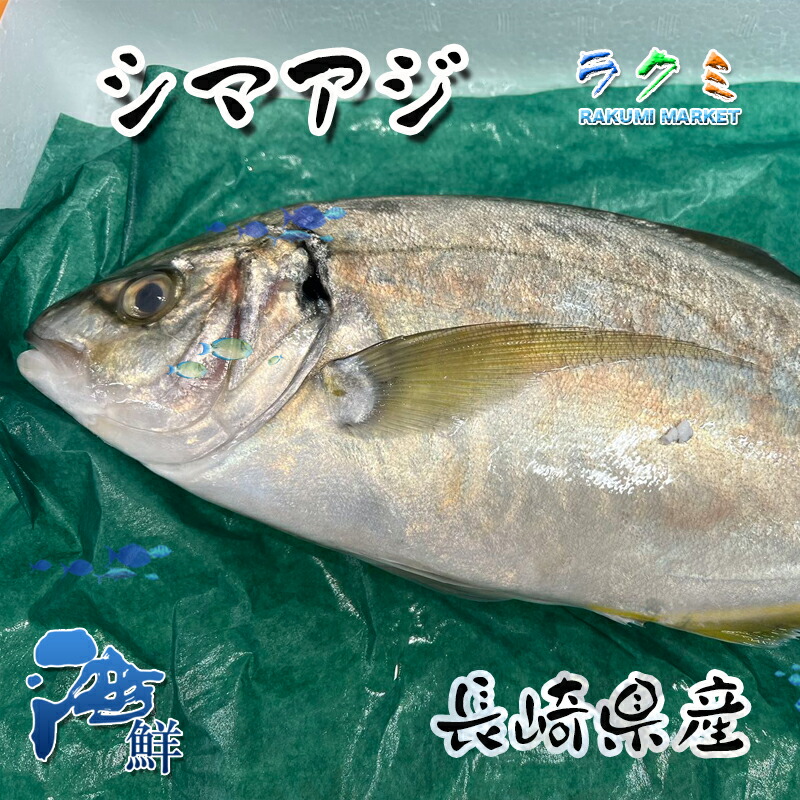 養殖シマアジ 活〆 1-1.2kg 鯵 しまあじ  刺身 塩焼き 唐揚げ 中華風スープ