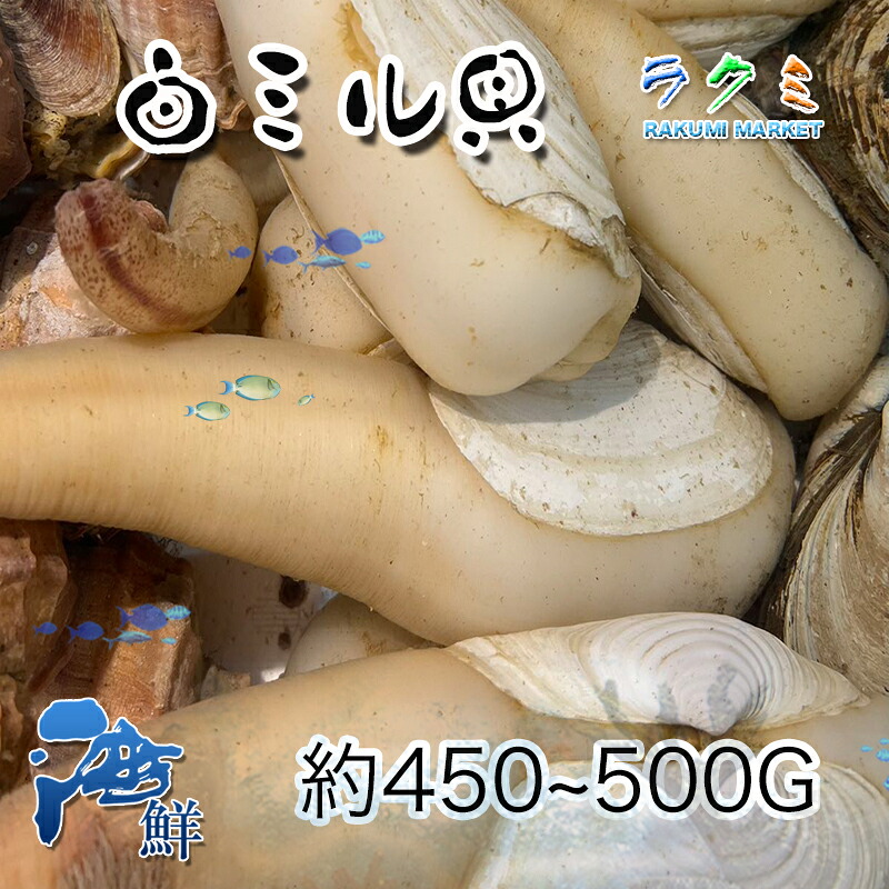 業務用 活白ミル貝 国産 約5kg １個約400～500g 中華炒め 天ぷら 内臓と足の煮つけ 干もの｜ラクミマーケット