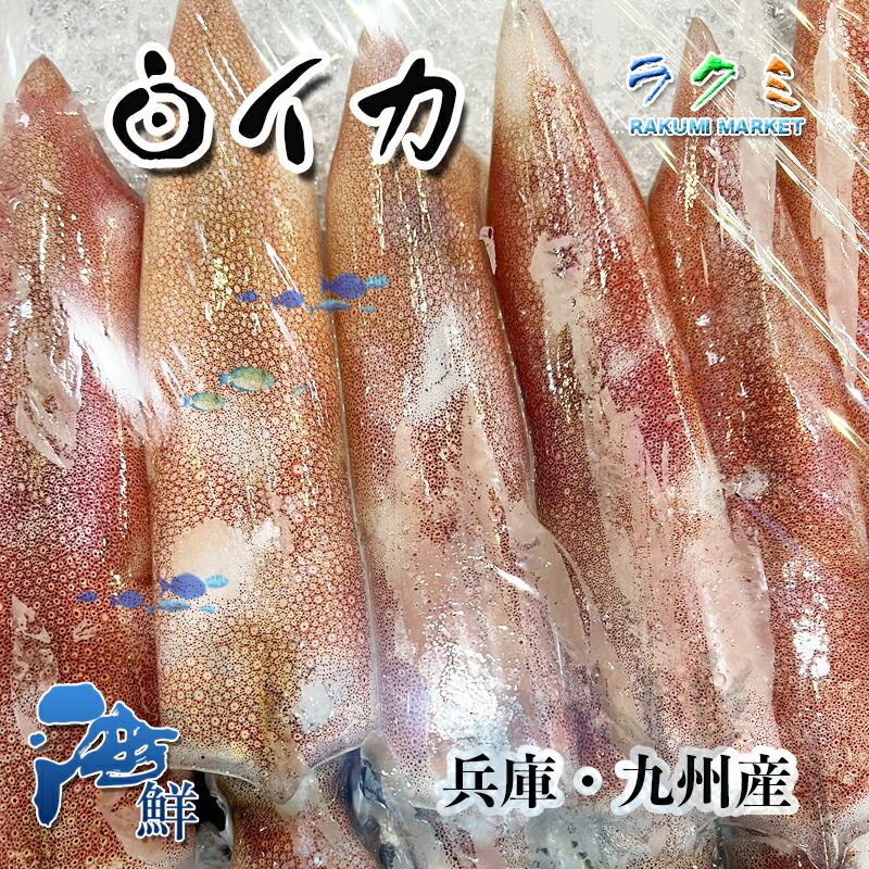 楽天市場】冷凍スルメイカ １cs 8kg(23~25杯) 北海道・青森産 するめいか 烏賊 醤油焼き 醤油焼き 唐揚げ : ラクミマーケット