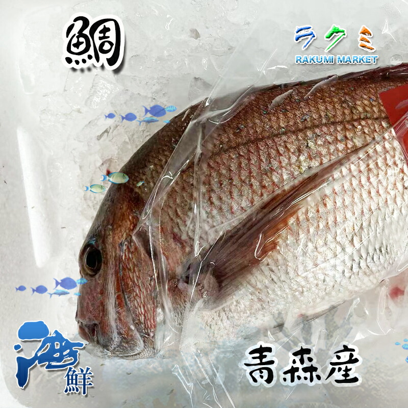 楽天市場】真鯛 タイ マダイ 高級魚 縁起物 白身魚 1尾 約1.5～1.8kg