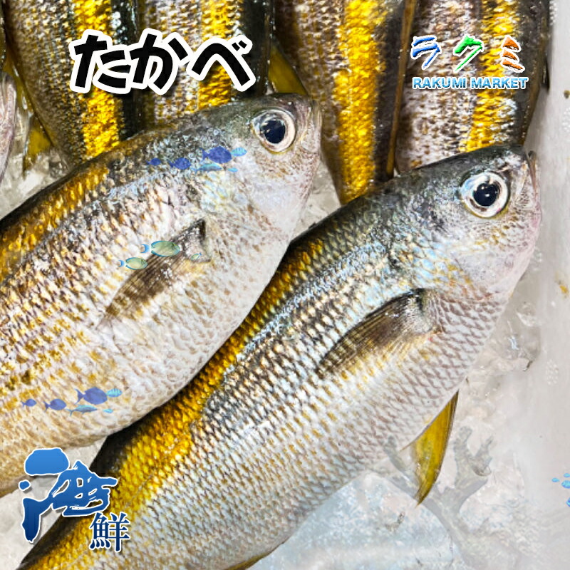 【楽天市場】タカベ 鰖 500g(1尾約100〜200g)たかべ 塩焼き 焼霜造 煮つけ 唐揚げ 伊豆諸島 千葉県 旬は初夏から夏:ラクミマーケット