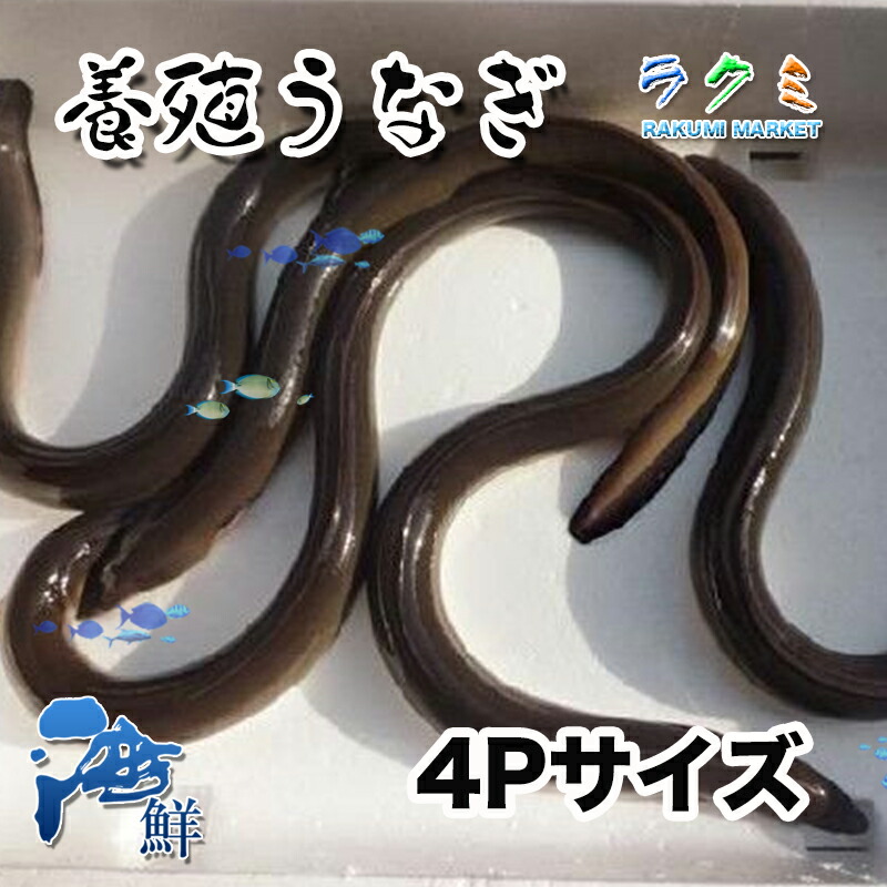 【楽天市場】活 うなぎ ウナギ 国産 愛知または静岡産 １kg 1尾 約166g 6Pサイズ 鰻 うなぎ 約2～３人前 : ラクミマーケット