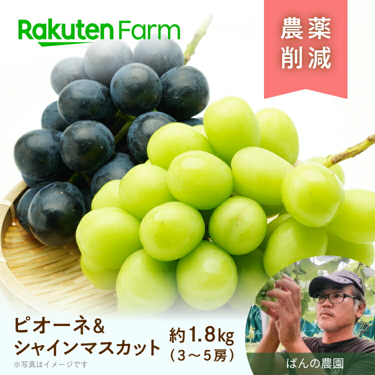 楽天市場】【再入荷確認待ち】2種から選べる！岡山県産訳あり黒ぶどう 2kg(4～5房程度) ☆あづましずくは8月上旬～中旬頃・オーロラブラックは8月下旬～9月上旬頃お届け予定☆  農薬使用量50％削減・化学肥料不使用 合同会社のふう こだわり農家直送 : 楽天ファーム