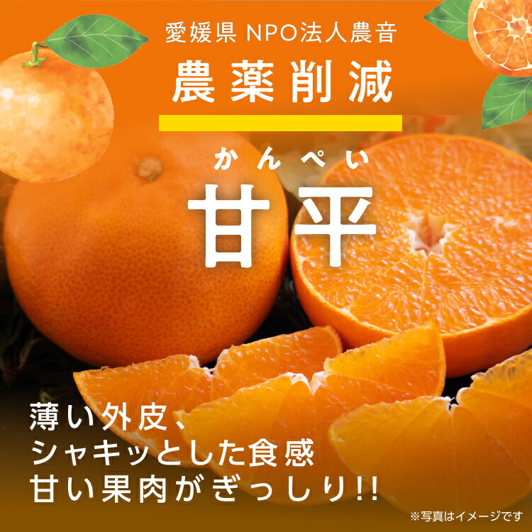 愛媛県産　甘平　9kg農家直送 季節限定】星乃甘平 木成り完熟 甘平 愛媛産みかん 訳あり 3.5kg：愛媛