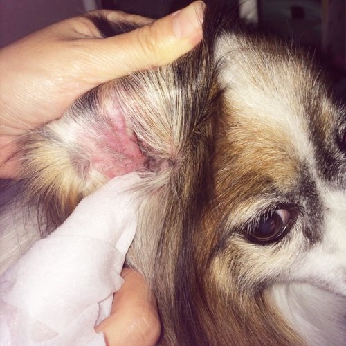 楽天市場 耳垢トルトル 耳クサ イヤー シート 30枚入 楽天24