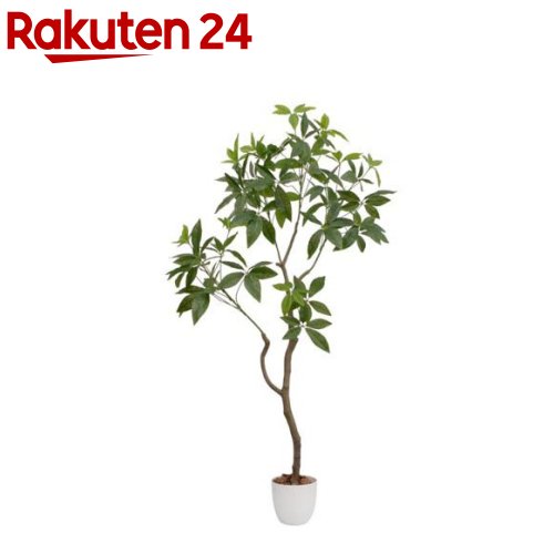 光触媒 インテリアグリーン パキラ(04571)(1個)