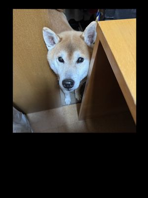 Brownもしくは赤 ー柴犬の写真集ー cover
