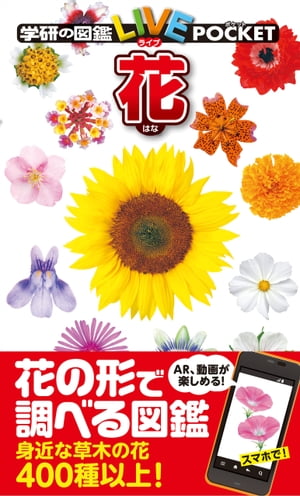 楽天市場】『石の花 全5巻セット』坂口 尚：著 : くうねる堂