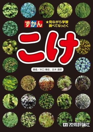 �����󤳤�