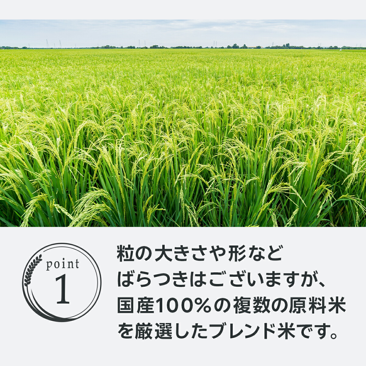【楽天オリジナル】令和7年産 ブレンド米 5kg ~ 10kg お米 白米 国産 まとめ買い 業務用 送料無料