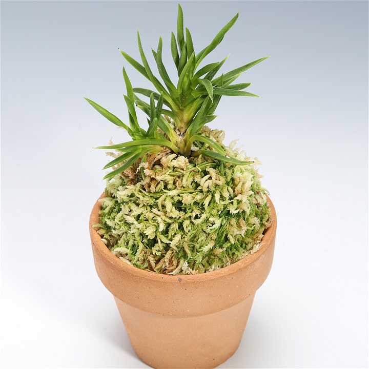 楽天市場】【スーパーセール2個同時購入10％OFF】 富貴蘭 万華鏡