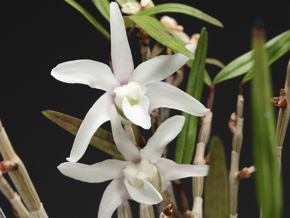 セッコク 長生蘭 35鉢 フダ落ち 石斛 セッコク 長生蘭 雷山 30 : フェニックスガーデン - 通販