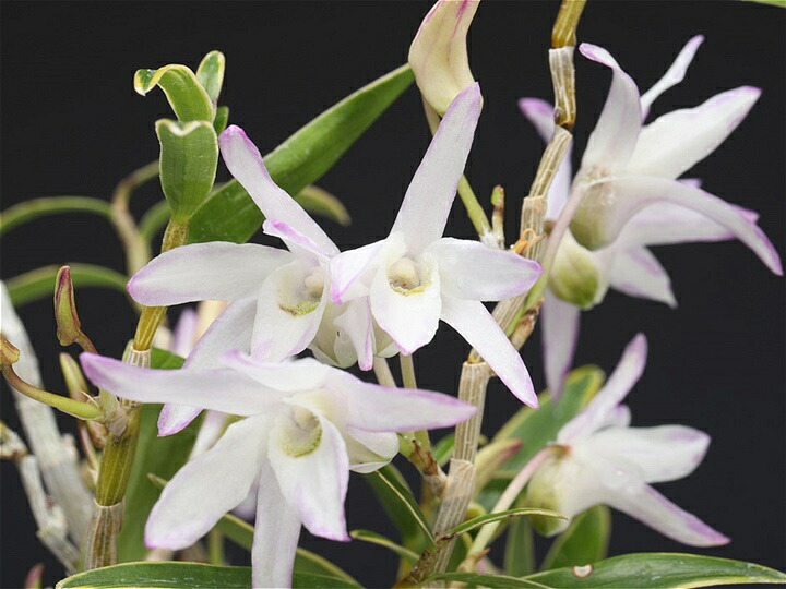 セッコク　石斛　長生蘭　天紫晃 セッコク 石斛 長生蘭 天紫晃