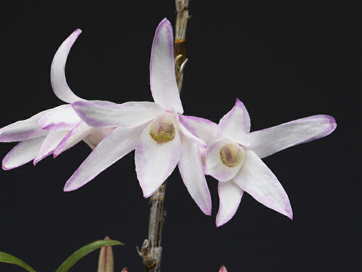 セッコク　石斛　長生蘭　天紫晃 hamamatsu-yoneyama_secc0058