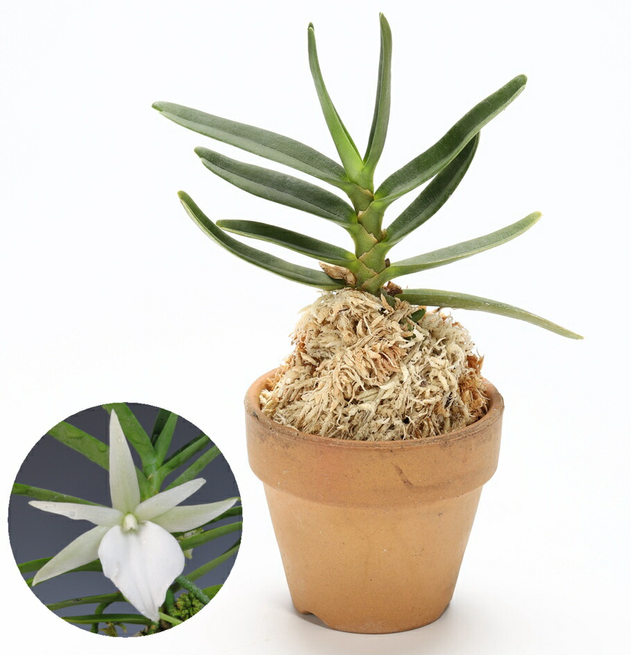 楽天市場 アングレカム ディディエリ 蘭 ラン フェニックスガーデン