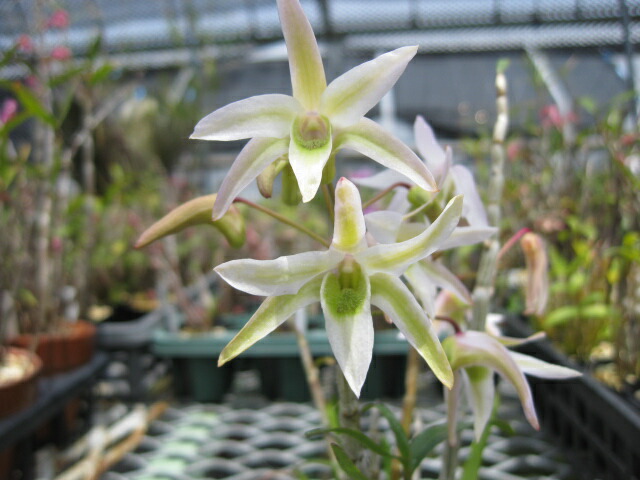 楽天市場】長生蘭 セッコク 天紫晃 14 : フェニックスガーデン